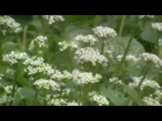 「関金わさび」とは